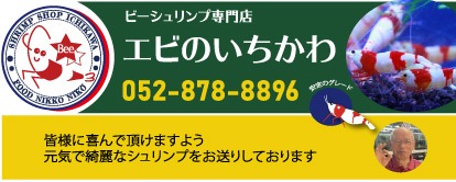 ビーシュリンプ専門店エビのいちかわ