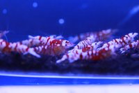            花トラタイガー　シュリンプ上物10匹です