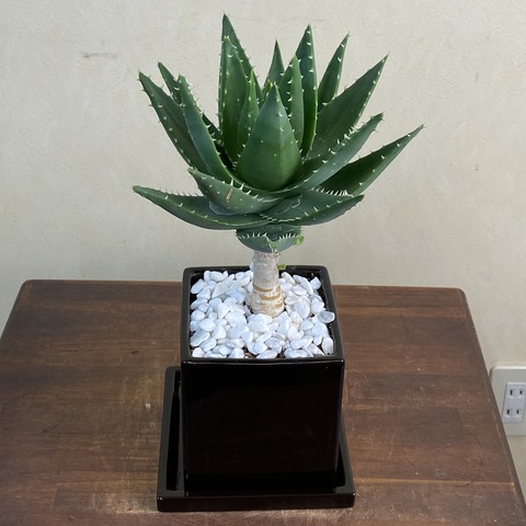 不夜城・鉢皿付陶器鉢S14の画像