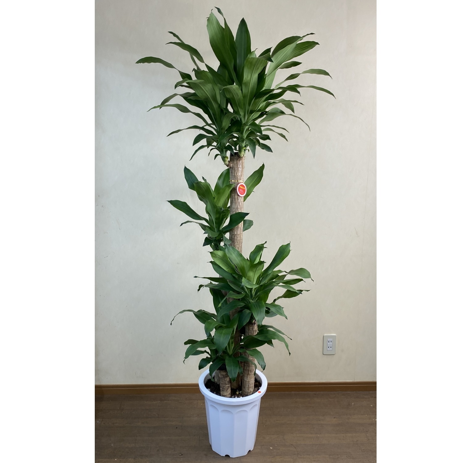 観葉植物 大型 ドラセナ マッサンゲアナ青 幸福の木 10号 | 移転