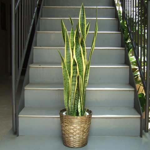 サンスベリア7号