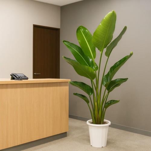 観葉植物 大型 オーガスタ 10号 | 移転祝い 開店祝い 法人ギフト