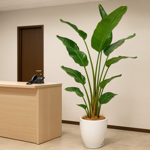 観葉植物 大型 オーガスタ 10号 鉢皿付き 陶器鉢 W15 | 移転祝い