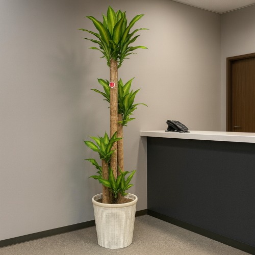 観葉植物 大型 マッサン 幸福の木 10号 鉢カバー 白 | 移転祝い