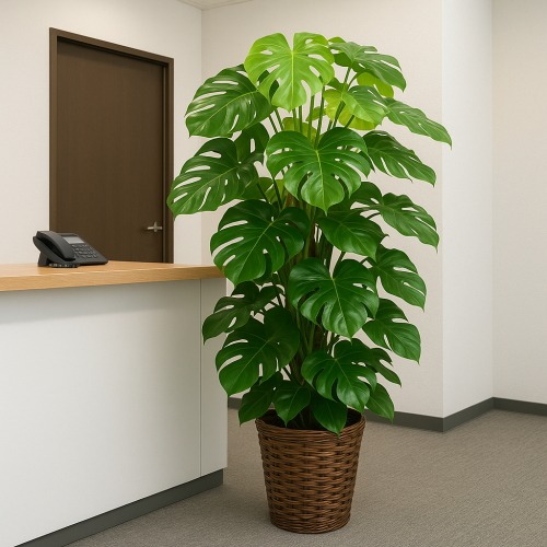 観葉植物 大型 モンステラ ペッサム 10号 鉢カバー | 移転祝い 開店