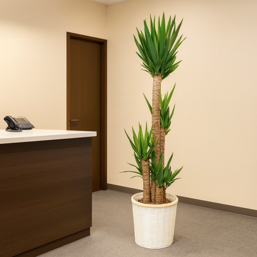 ユッカ　デシピエンス　6苗 抜き苗発送 ユッカ デシピエンス 6苗 抜き苗発送