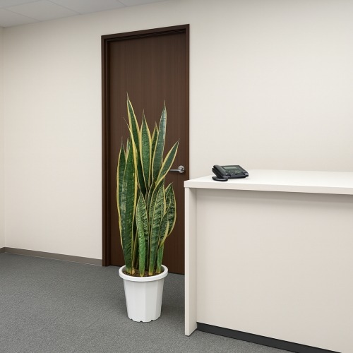 サンスベリア10号鉢の設置イメージ画像(オフィス受付)