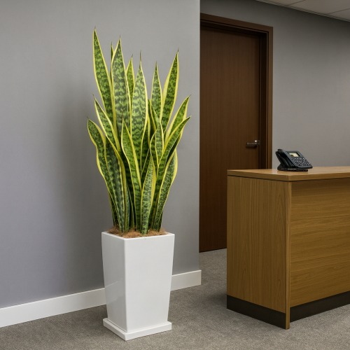 サンスベリア・鉢皿付スクエア鉢の設置イメージ画像（オフィス受付）