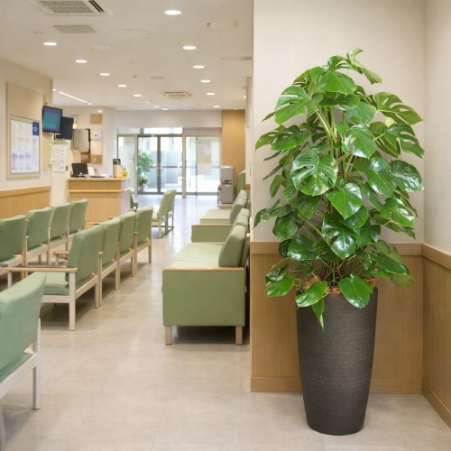 観葉植物 特大 モンステラ 特大鉢 クリアブラック 樹脂製 | 移転祝い