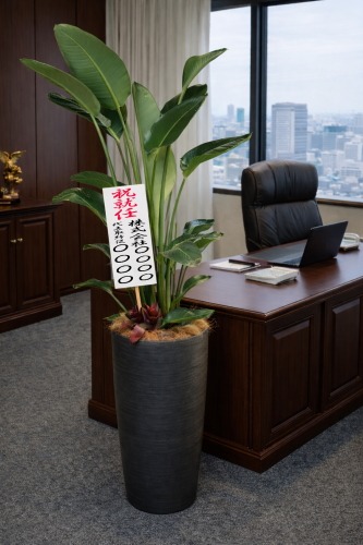 観葉植物 特大 オーガスタ 特大鉢クリアブラック 樹脂製 | 移転祝い