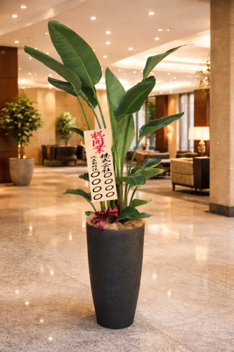 観葉植物 特大 オーガスタ 特大鉢クリアブラック 樹脂製 | 移転祝い