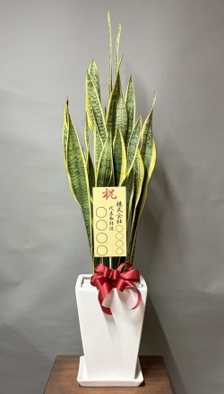 8寸立札付きのサンスベリア・鉢皿付スクエア陶器鉢WHM03のイメージ画像