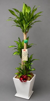 8寸立札付きの幸福の木・鉢皿付スクエア鉢陶器鉢WM21のイメージ画像