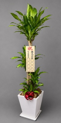 立札付きの幸福の木・鉢皿付スクエア鉢陶器鉢WM21のイメージ画像