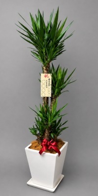 8寸立札付きのユッカ・鉢皿付スクエア陶器鉢WM21のイメージ画像