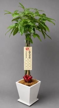立札付きのパキラ・鉢皿付スクエア陶器鉢WM21のイメージ画像