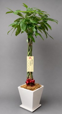 8寸立札付きのパキラ・鉢皿付スクエア陶器鉢WM21のイメージ画像