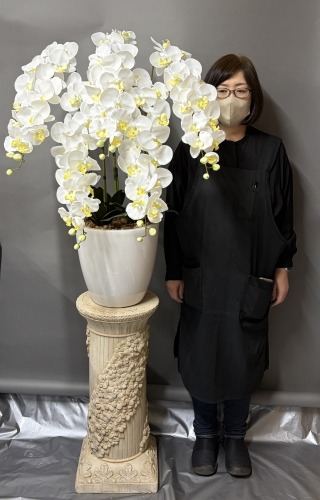 身長158ｃｍのモデルと165ｃｍの光触媒造花胡蝶蘭5本立ち・石柱タイプ花台付き