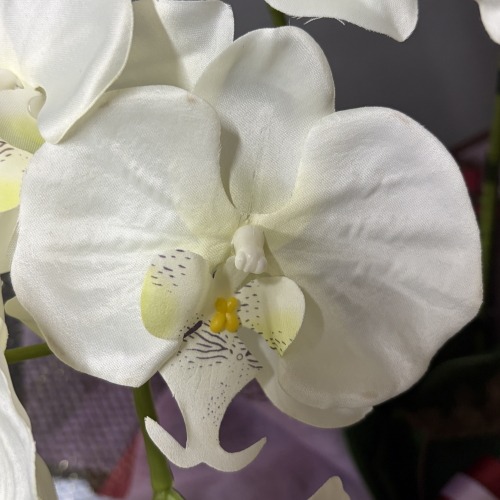 光触媒造花胡蝶蘭type3の花弁（白）の画像