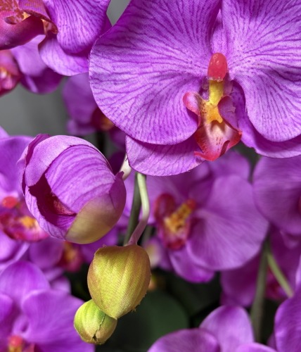 光触媒造花胡蝶蘭ラージの花弁(濃いピンク)とつぼみの画像