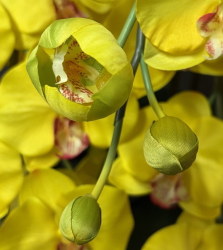 光触媒造花胡蝶蘭ラージのつぼみ（イエロー）の画像