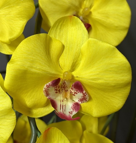 光触媒造花胡蝶蘭ラージの花弁（イエロー）の画像