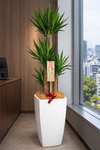 就任祝いの8寸立札を付けた観葉植物ユッカ・大型ホワイトスクエア鉢の設置イメージ画像(社長室・役員室)