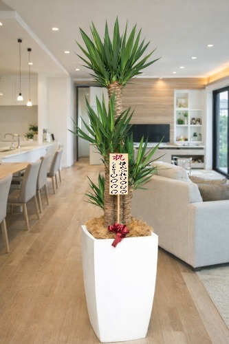 お祝いの8寸立札を付けた観葉植物ユッカ・大型ホワイトスクエア鉢の設置イメージ画像(住宅展示場)