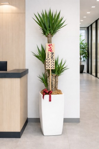 上場祝いの8寸立札を付けた観葉植物ユッカ・大型ホワイトスクエア鉢の設置イメージ画像(オフィスの受付)