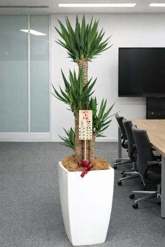 上場祝いの8寸立札を付けた観葉植物ユッカ・大型ホワイトスクエア鉢の設置イメージ画像(オフィスの会議室)
