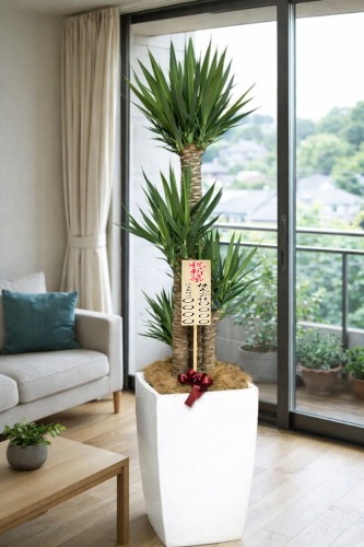 新築祝いの8寸立札を付けた観葉植物ユッカ・大型ホワイトスクエア鉢の設置イメージ画像(リビングの窓際)