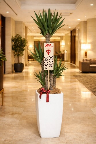 一周年祝いの立札を付けた観葉植物ユッカ・大型ホワイトスクエア鉢の設置イメージ画像(ホテルのロビー)