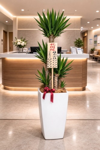開院祝の立札を付けた観葉植物ユッカ・大型ホワイトスクエア鉢の設置イメージ画像(病院の受付)