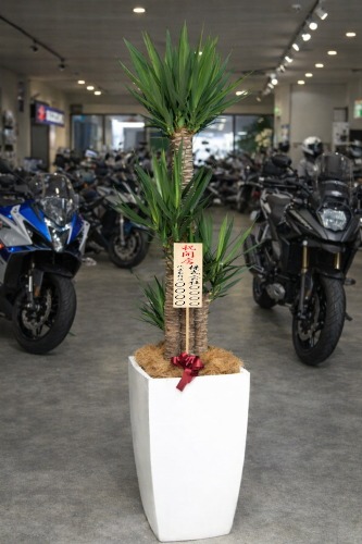 開店祝の立札を付けた観葉植物ユッカ・大型ホワイトスクエア鉢の設置イメージ画像(バイクショップ)