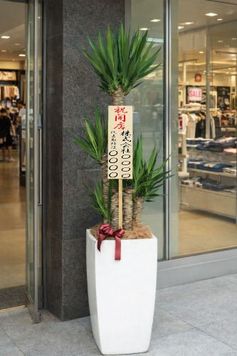 開店祝の立札を付けた観葉植物ユッカ・大型ホワイトスクエア鉢の設置イメージ画像(ショッピングセンターのテナント前)