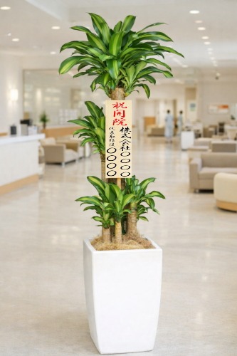 開院祝いの立札を付けた観葉植物ドラセナ マッサンゲアナ・大型ホワイトスクエア鉢の設置イメージ画像(病院のロビー)