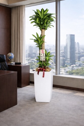 就任祝いの8寸立札を付けた観葉植物ドラセナ マッサンゲアナ・大型ホワイトスクエア鉢の設置イメージ画像(社長室・役員室)