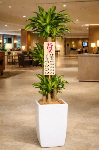 開業祝いの立札を付けた観葉植物ドラセナ マッサンゲアナ・大型ホワイトスクエア鉢の設置イメージ画像(ホテルのロビー)
