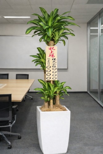上場祝いの立札を付けた観葉植物ドラセナ マッサンゲアナ・大型ホワイトスクエア鉢の設置イメージ画像(オフィスの会議室)