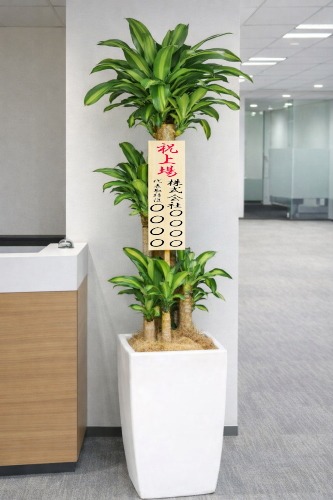 上場祝いの立札を付けた観葉植物ドラセナ マッサンゲアナ・大型ホワイトスクエア鉢の設置イメージ画像(オフィスの受付)