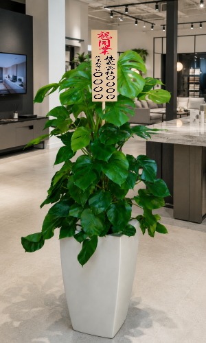 開業祝いの立札を付けた観葉植物モンステラ・大型ホワイトスクエア鉢の設置イメージ画像（ショールーム）