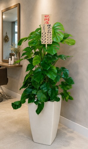 開店祝いの立札を付けた観葉植物モンステラ・大型ホワイトスクエア鉢の設置イメージ画像（美容室）