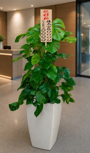 移転祝いの立札を付けた観葉植物モンステラ・大型ホワイトスクエア鉢の設置イメージ画像（オフィスのエントランス）