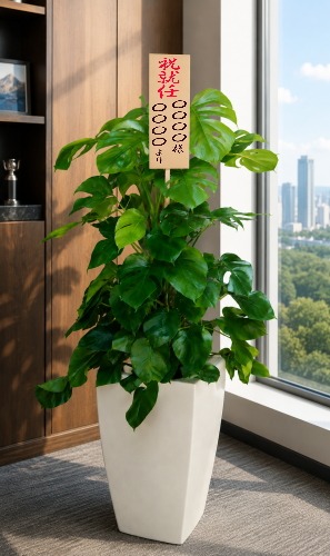 就任祝いの立札を付けた観葉植物モンステラ・大型ホワイトスクエア鉢の設置イメージ画像（社長室・役員室）