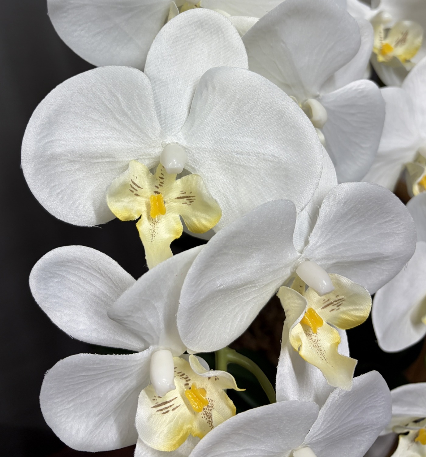 光触媒造花胡蝶蘭ラージの花弁（白）の画像