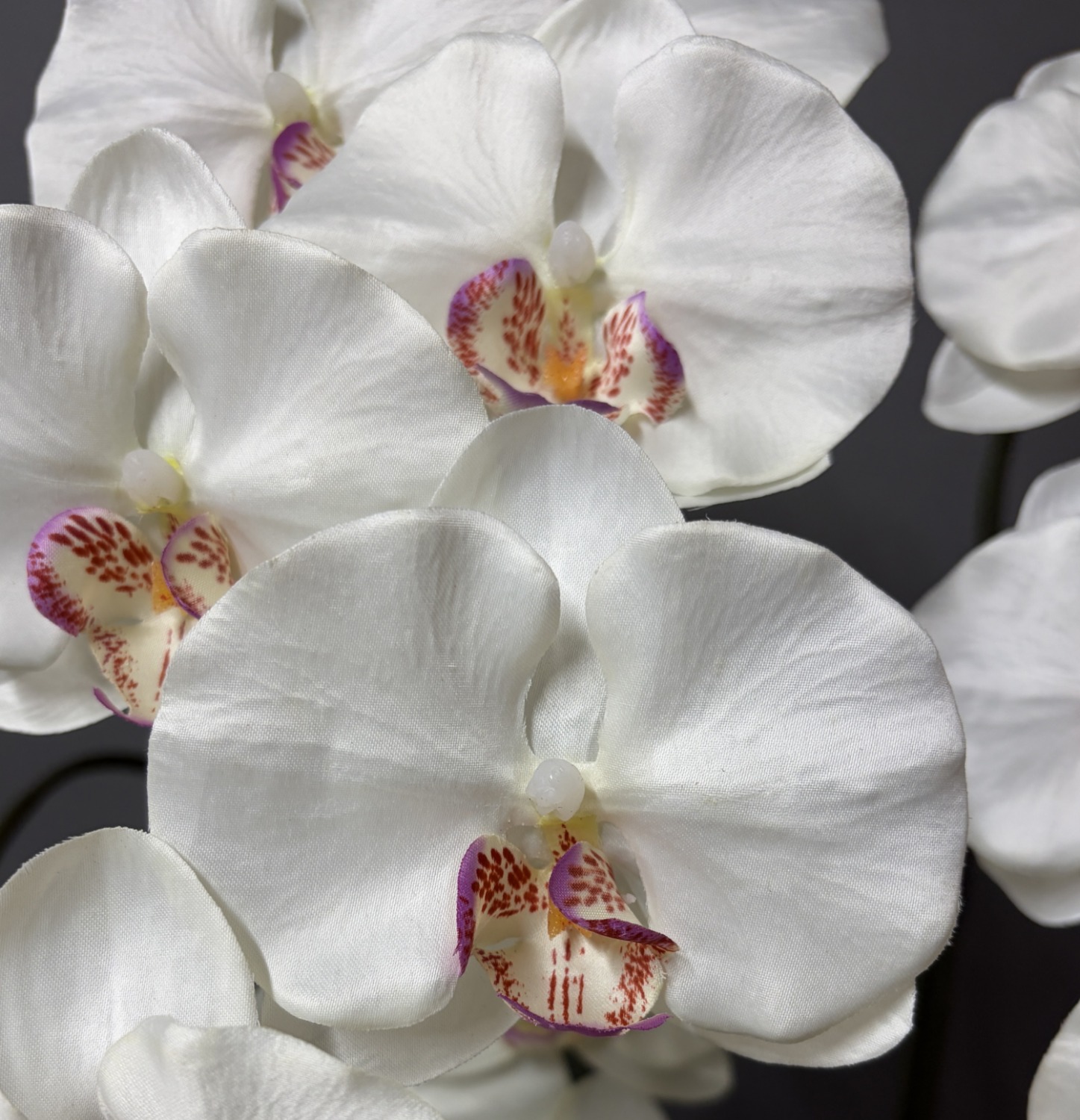 光触媒造花胡蝶蘭ラージの花弁(白ver.2)の画像