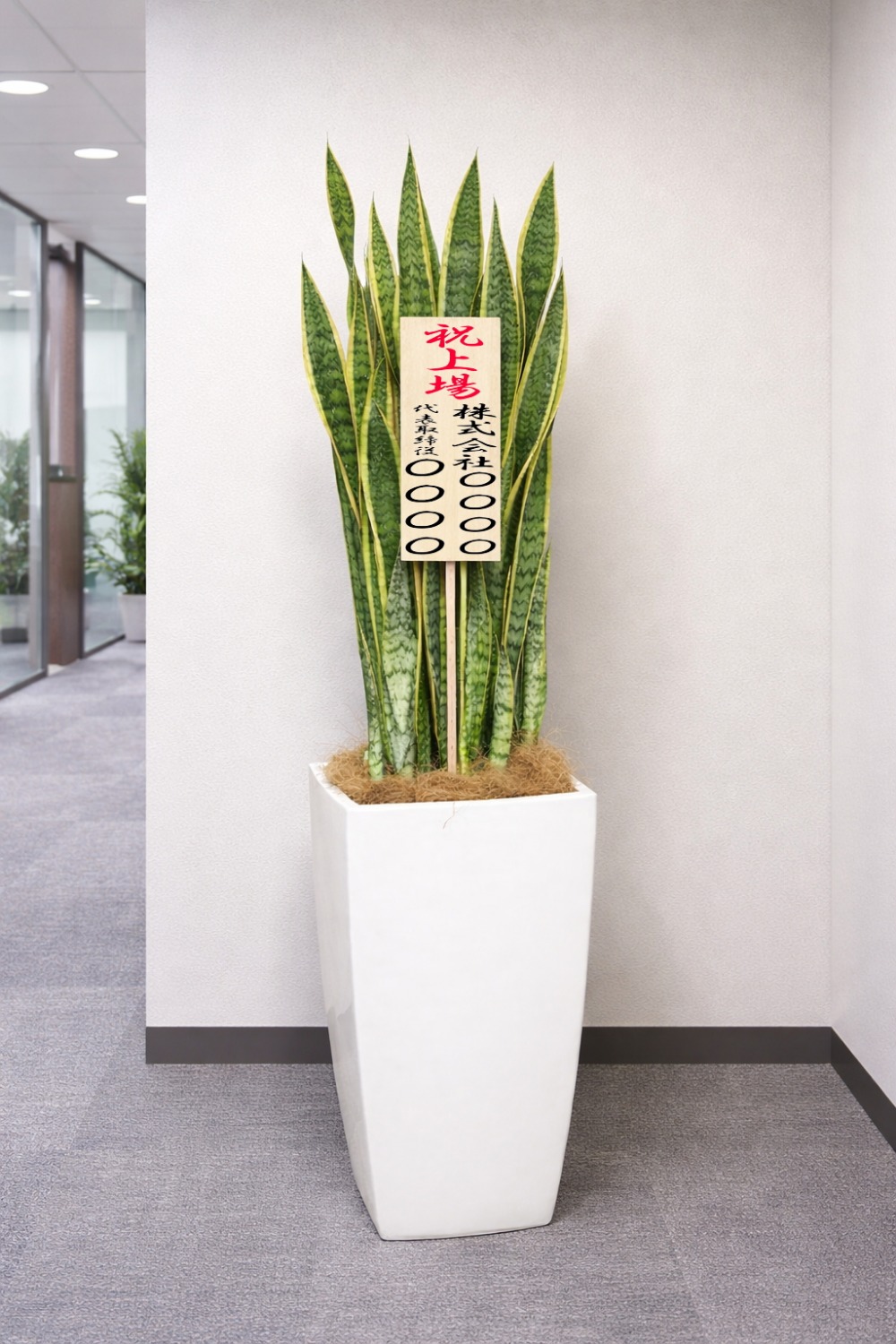 観葉植物 特大 サンスベリア ホワイトスクエア鉢 | 移転祝い 開店祝い