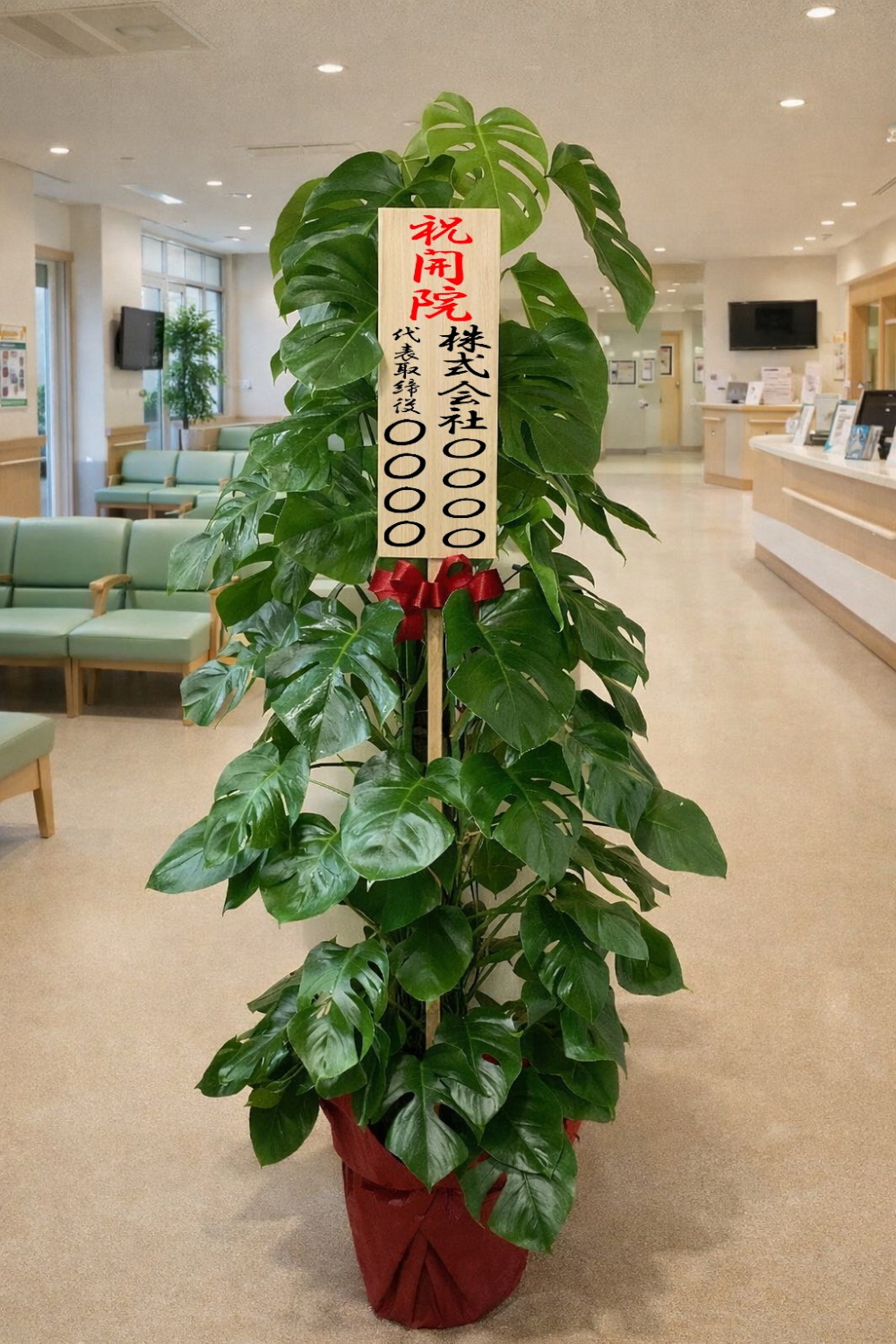 開院祝の立札とラッピングを付けた観葉植物・モンステラ10号の設置イメージ画像（病院の待合室）