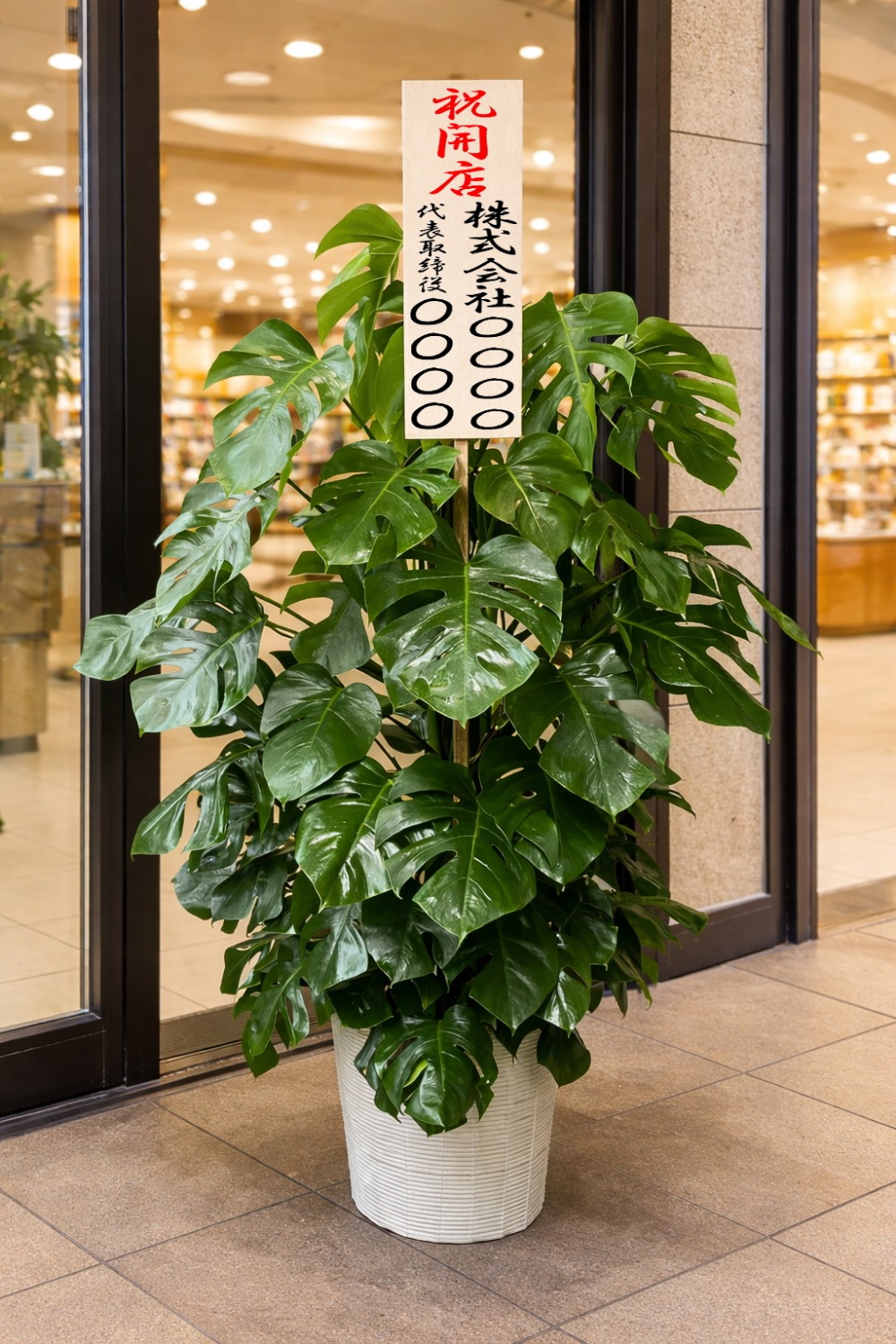 開店祝の立札を付けた観葉植物モンステラ10号・ホワイト鉢カバー付の設置イメージ画像(ショッピングセンター)