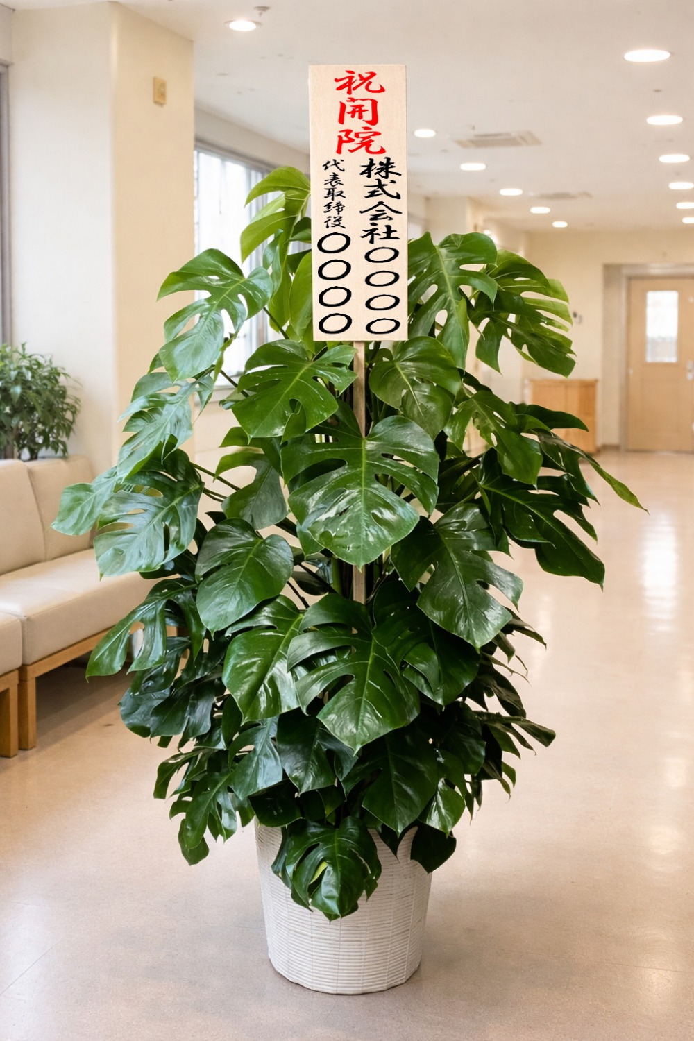 開院祝の立札を付けた観葉植物モンステラ10号・ホワイト鉢カバー付の設置イメージ画像(病院のリビー)
